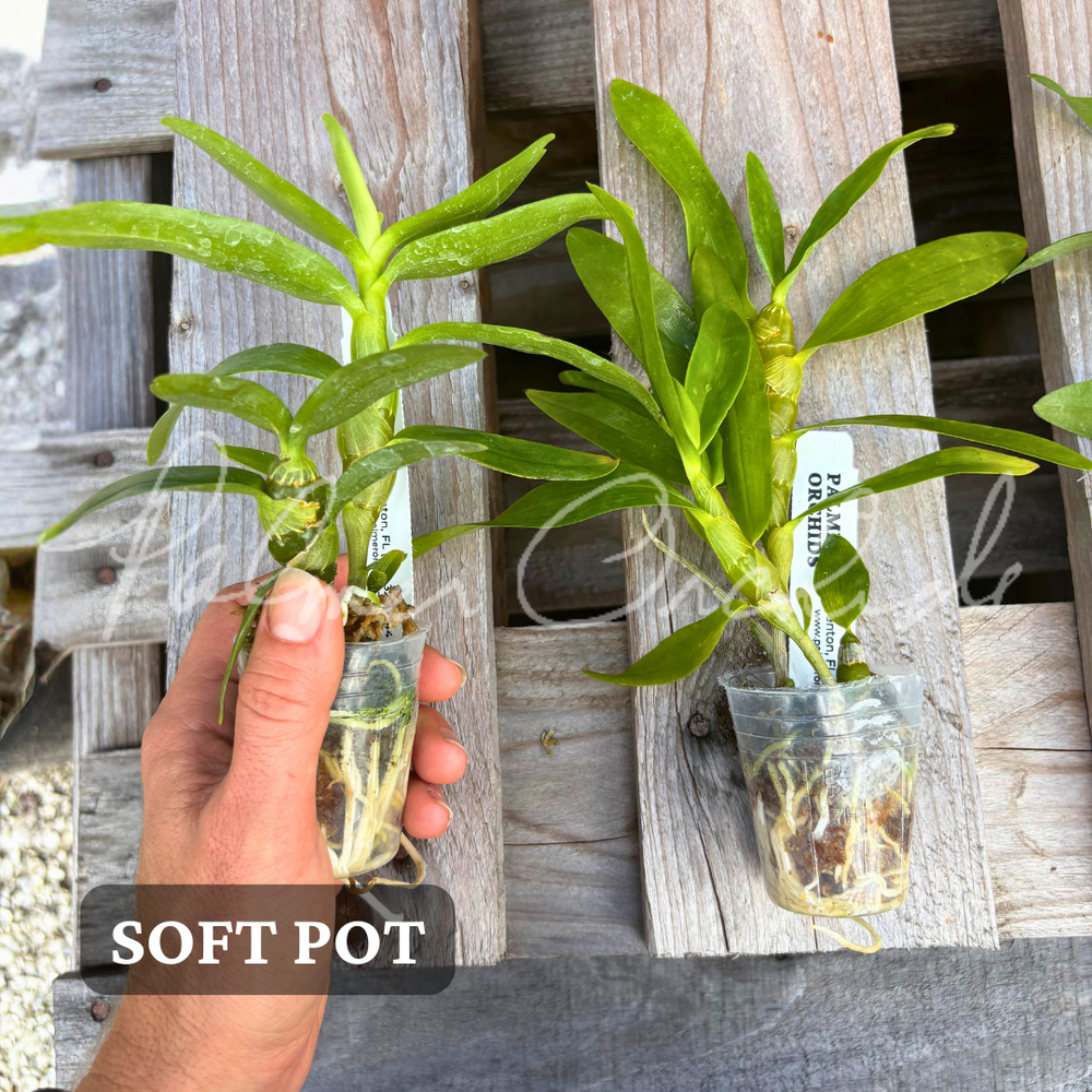 Nobile-Type Dendrobium 4-Pack — Palmer Orchids